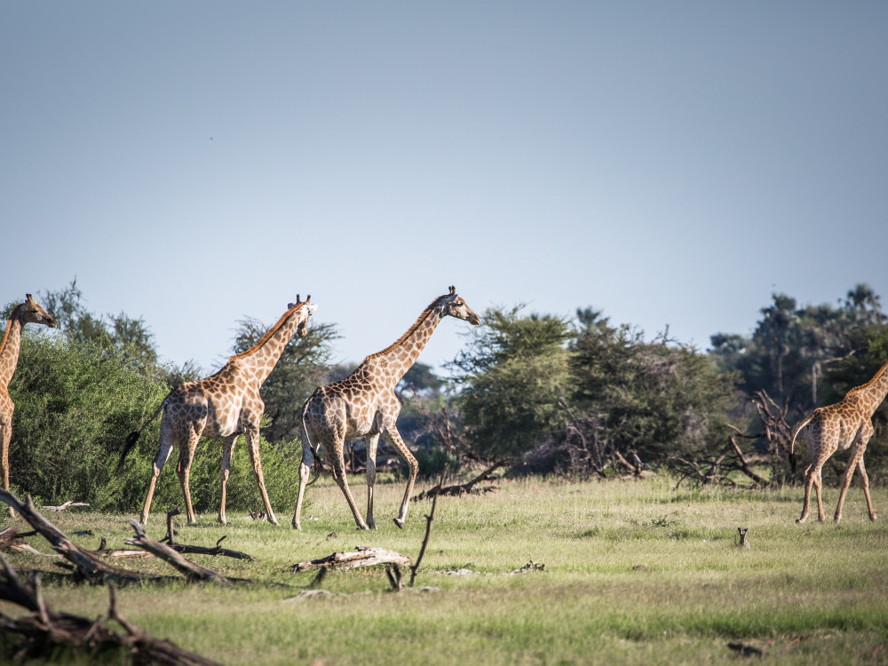 Giraffes Botswana - Undiscovered.nl