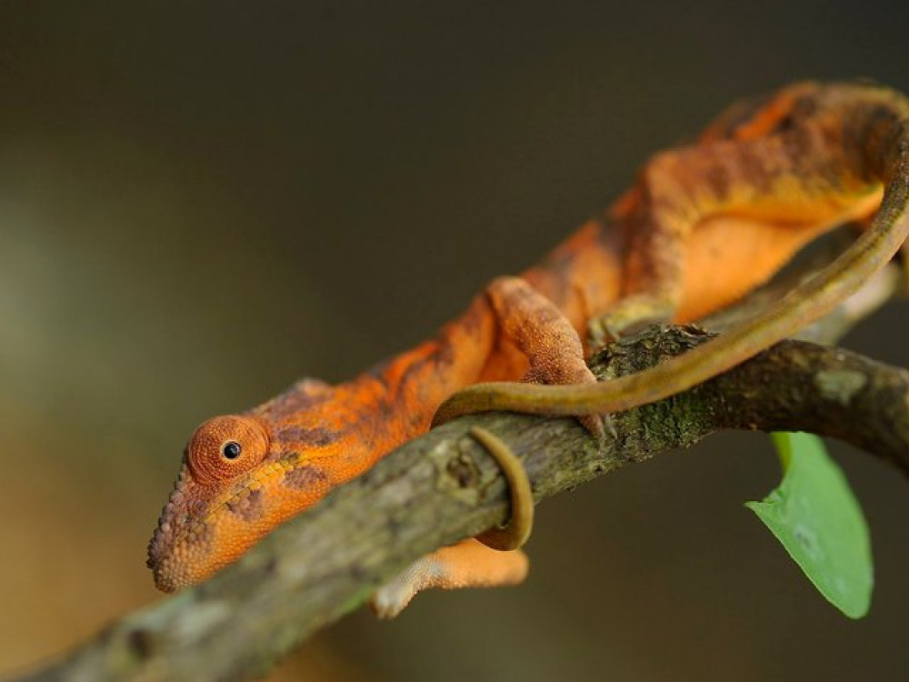 Dieren in Madagascar - Undiscovered.nl