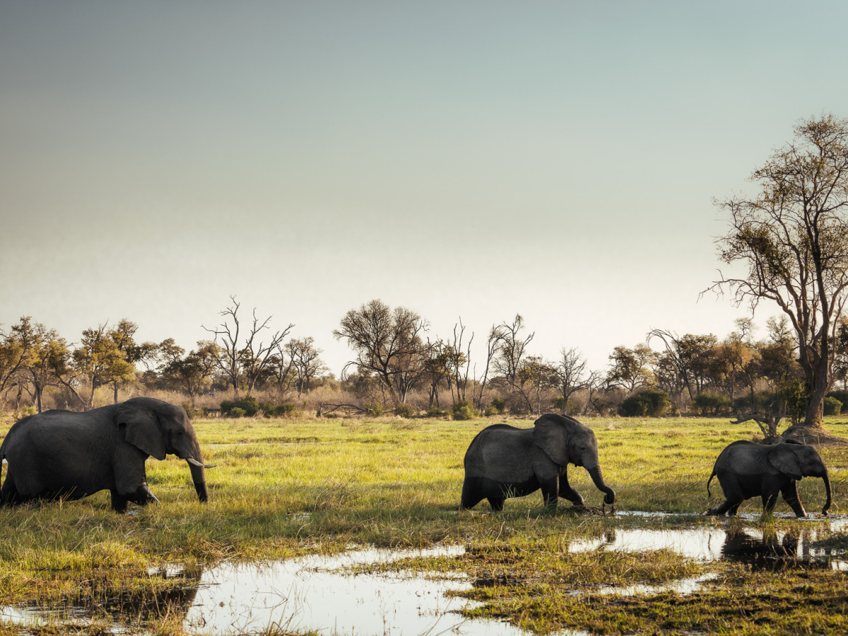 Olifanten in water, Botswana - Undiscovered.nl