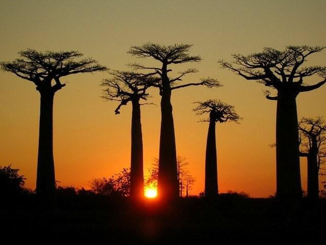 Baobab Alley, Madagascar - Undiscovered.nl