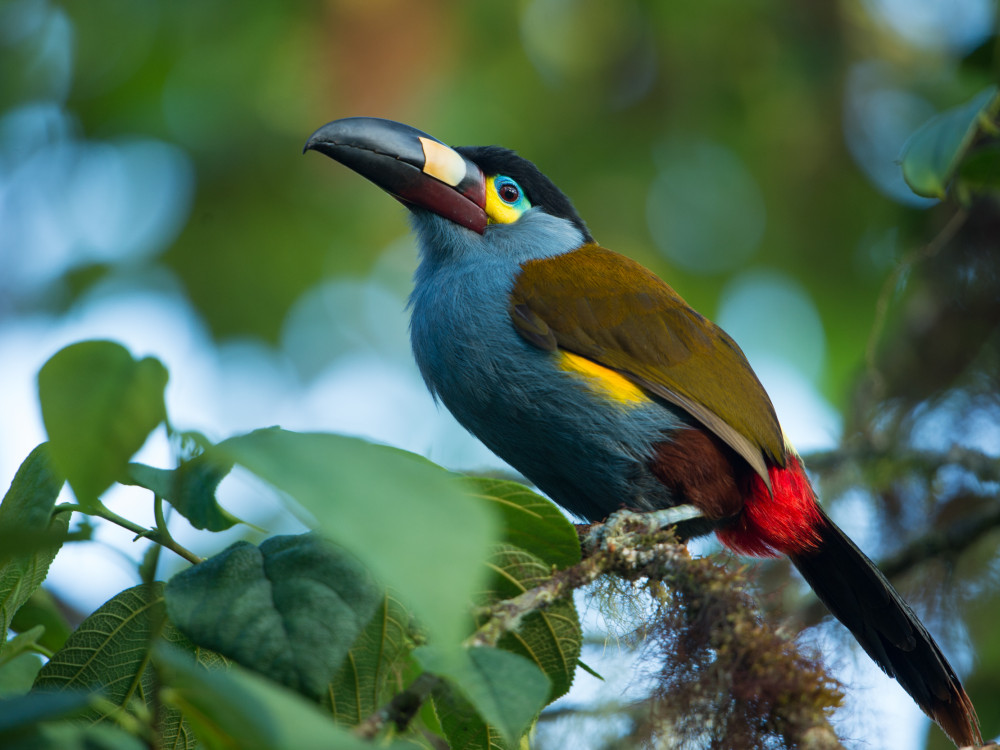 Vogelspotten in Bella Vista, Ecuador - Undiscovered.nl