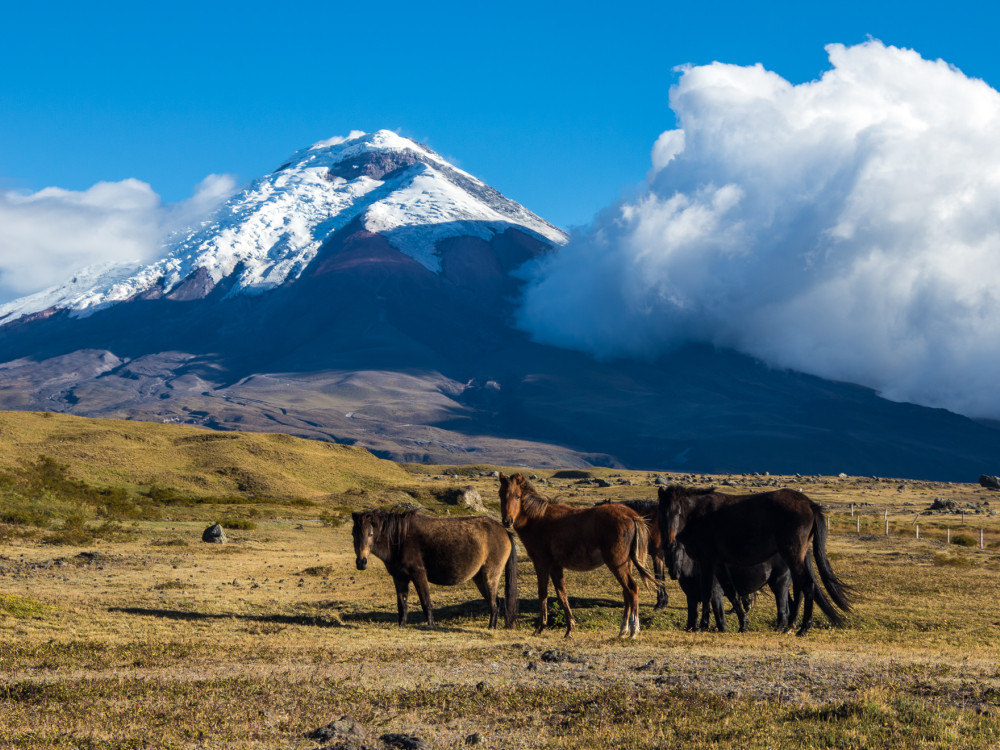 Paarden in Cotopaxi, Ecuador - Undiscovered.nl