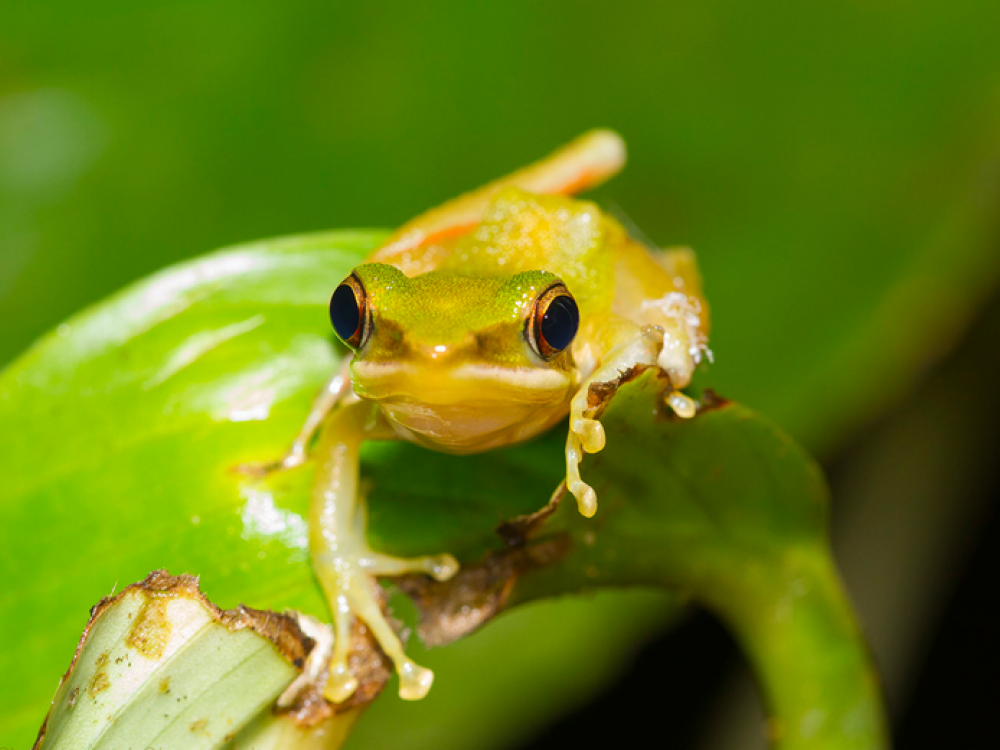 Kikker in Borneo - Undiscovered.nl