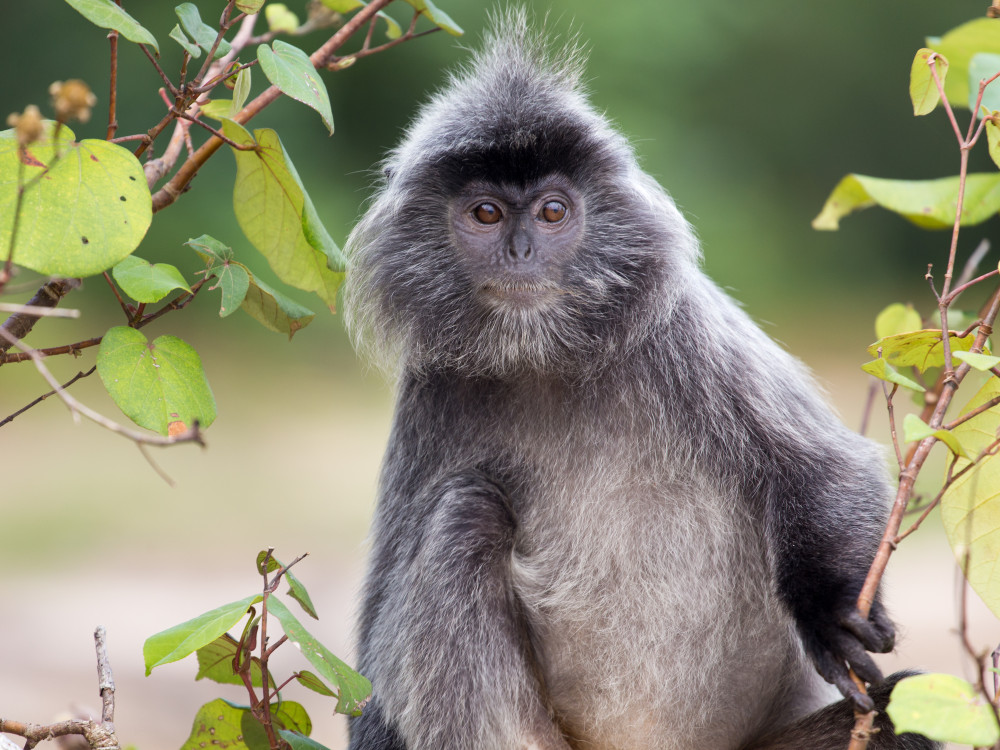 Aapje in Bako National Park, Borneo - Undiscovered.nl