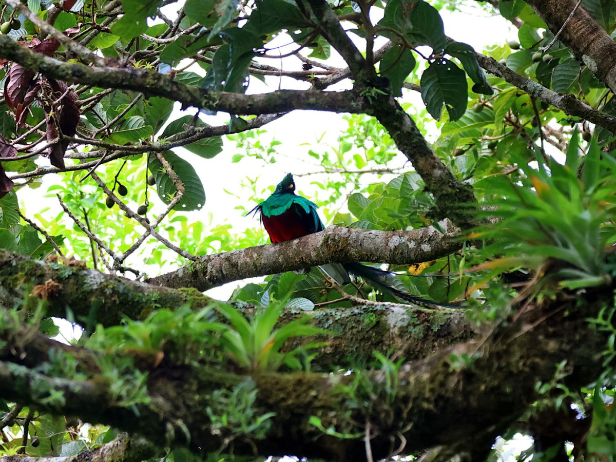 Quetzal vogel in Guatemala - Undiscovered.nl