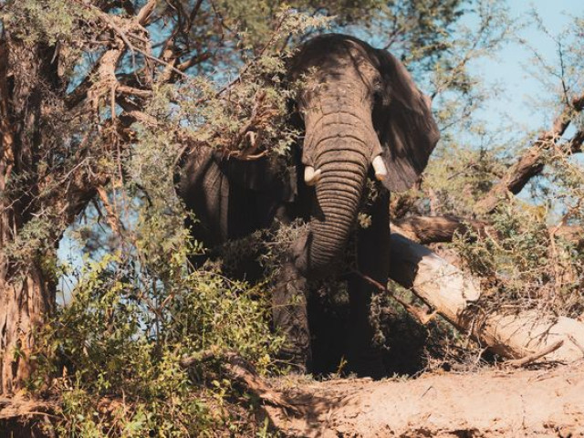 Woestijnolifant Twyfelfontein Namibie - Undiscovered.nl
