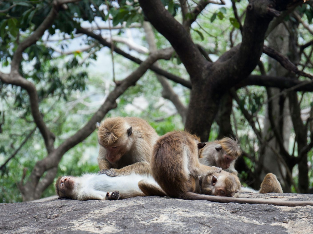 Aapjes in Dambulla, Sri Lanka - Undiscovered.nl