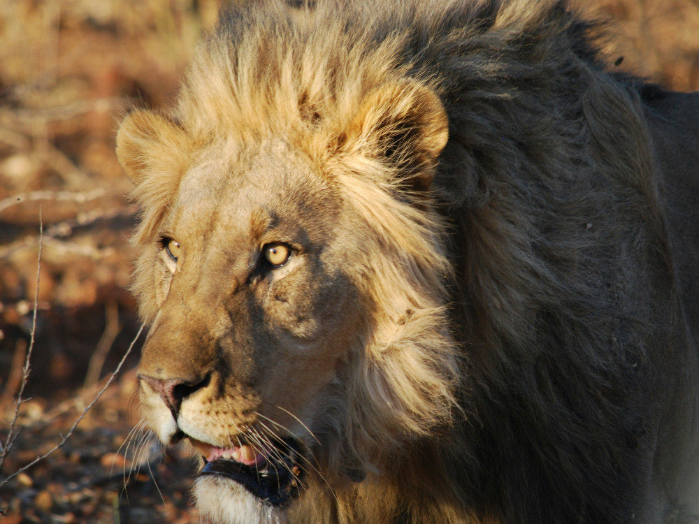 Leeuw in Bwabwata, Zambezi, Namibië - Undiscovered.nl