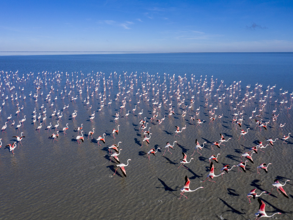 Flamingo's in Makgadikgadi Pans, Botswana - Undiscovered.nl