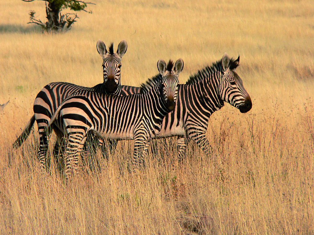Zebra's in Namibië - Undiscovered.nl