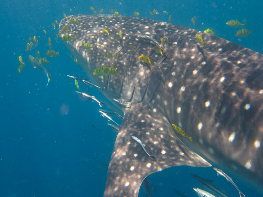 Walvishaai in Madagascar - Undiscovered.nl