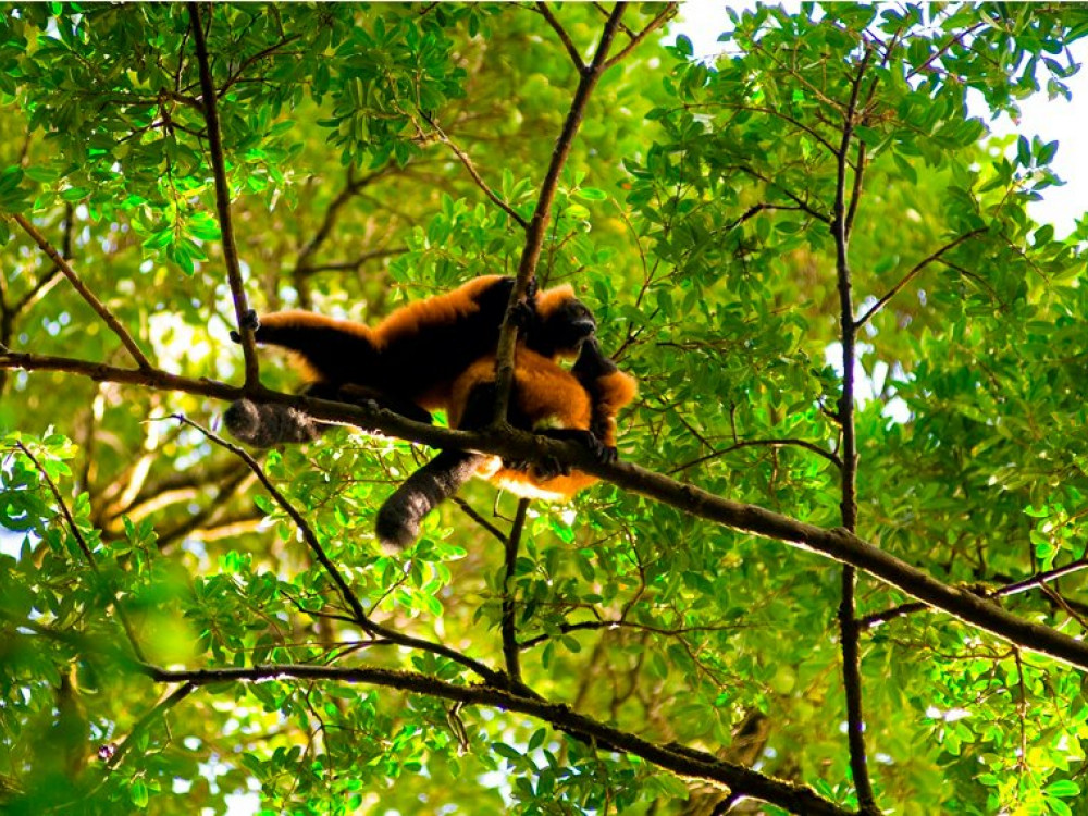 Rode Vari, Madagascar - Undiscovered.nl
