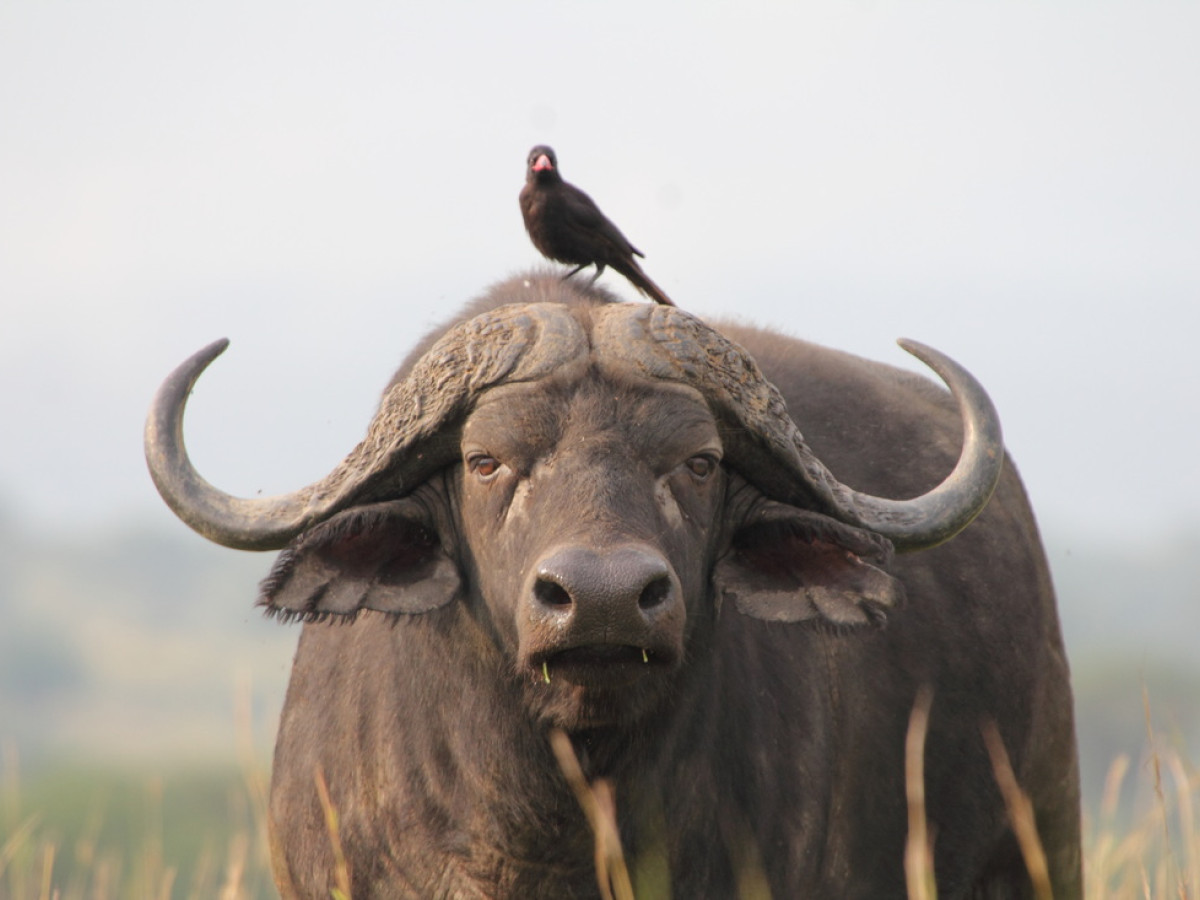 Buffel in het wild - Undiscovered.nl