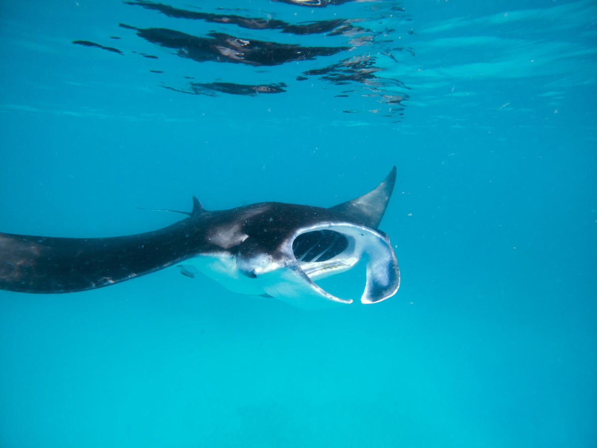 Mantarog in de Seychellen - Undiscovered.nl