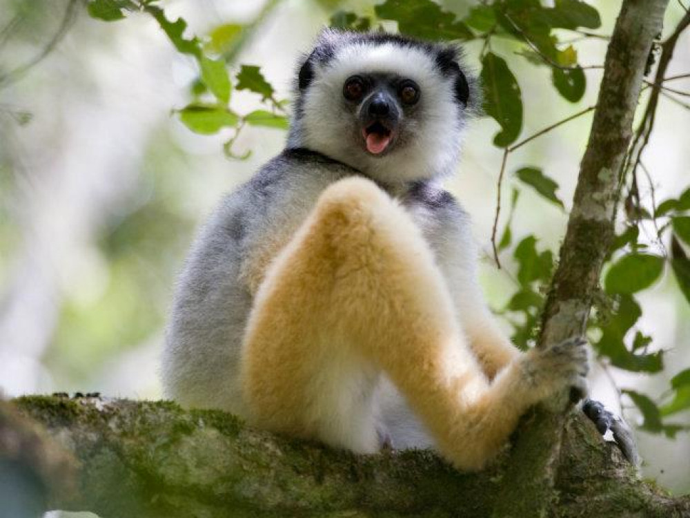 Diadeemsifaka in Anjozorobe, Madagascar - Undiscovered.nl
