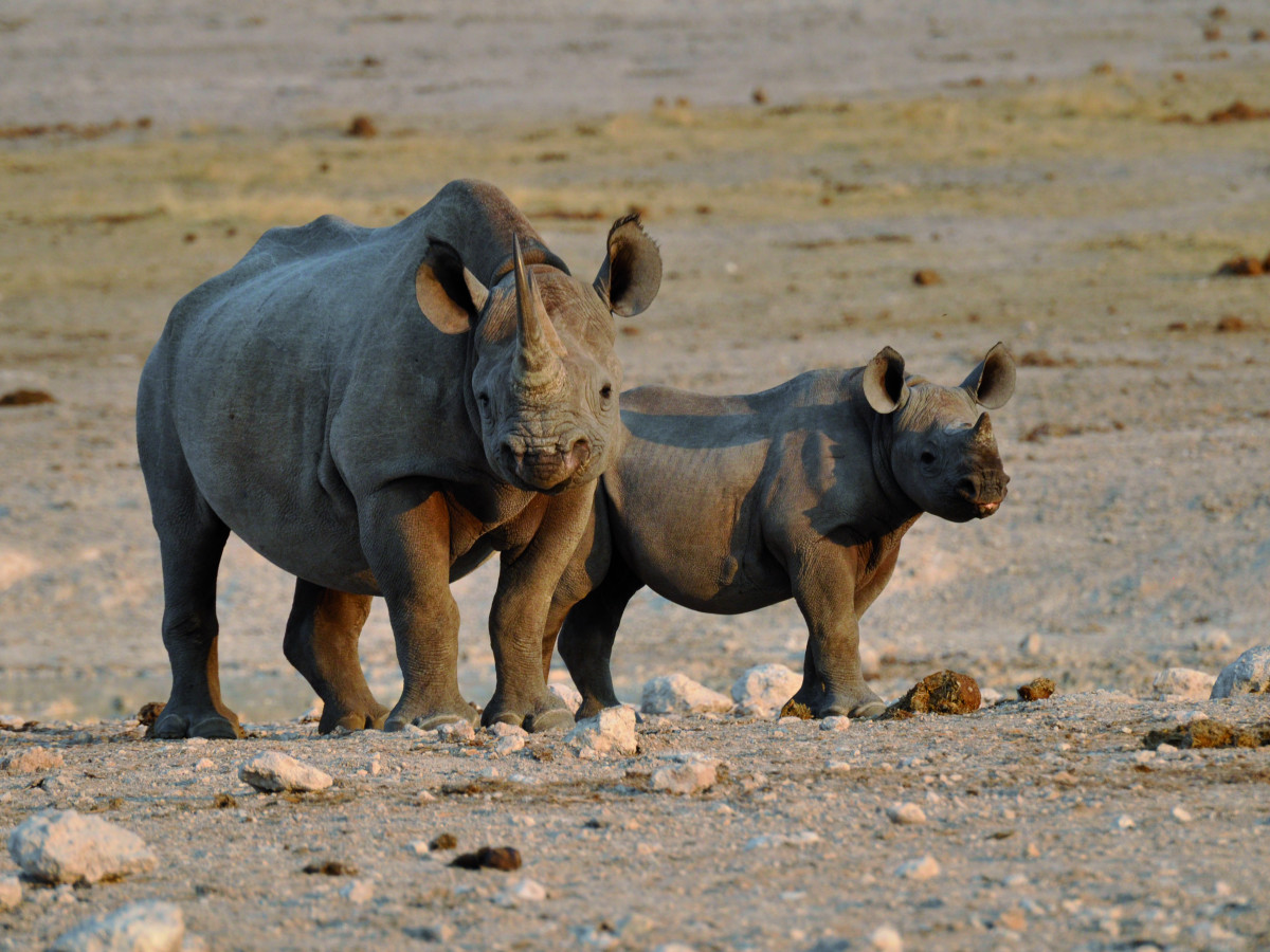 Zwarte Neushoorns in Namibië - Undiscovered.nl