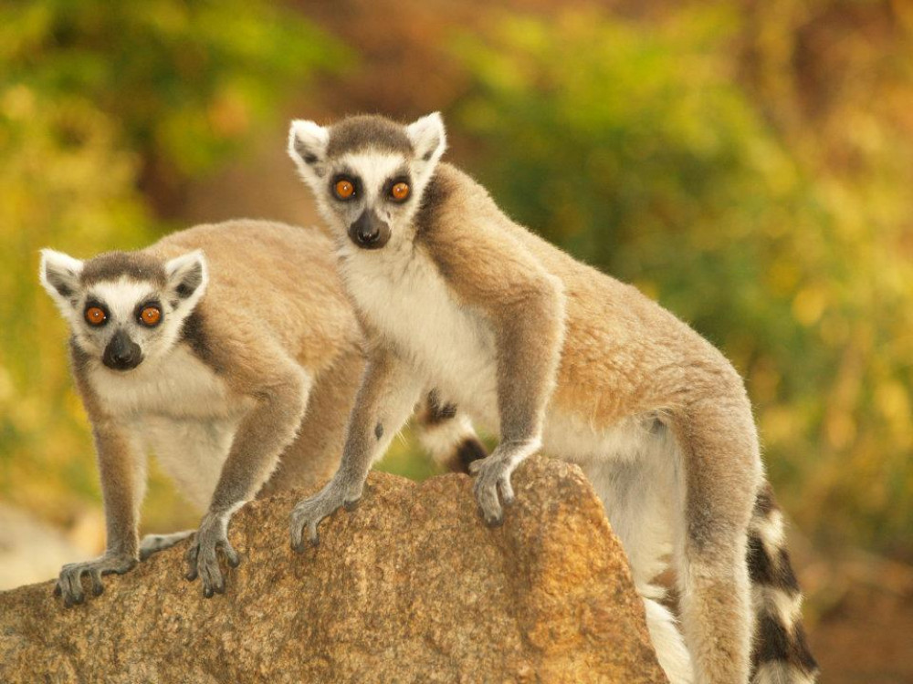Lemur in Madagascar - Undiscovered.nl