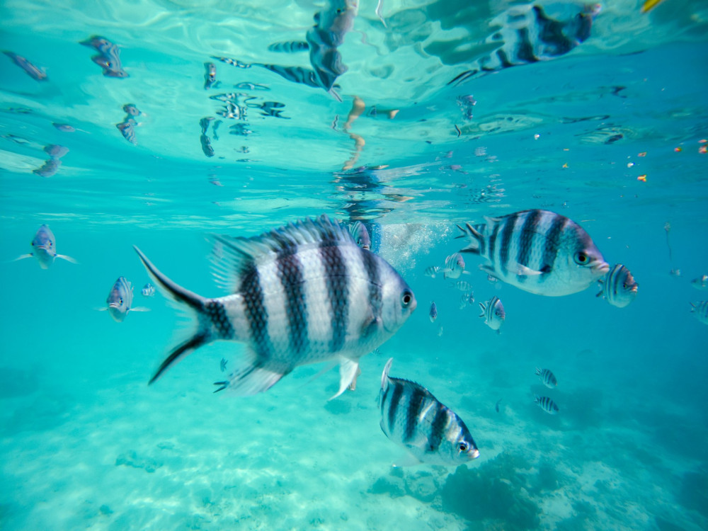 Vissen in de Seychellen - Undiscovered.nl