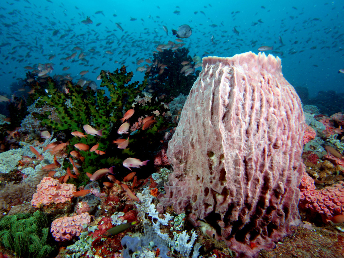 Diverse vissen en koraal - Undiscovered.nl
