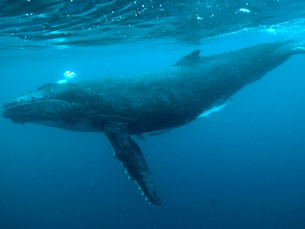 Bultrug in Madagascar - Undiscovered.nl