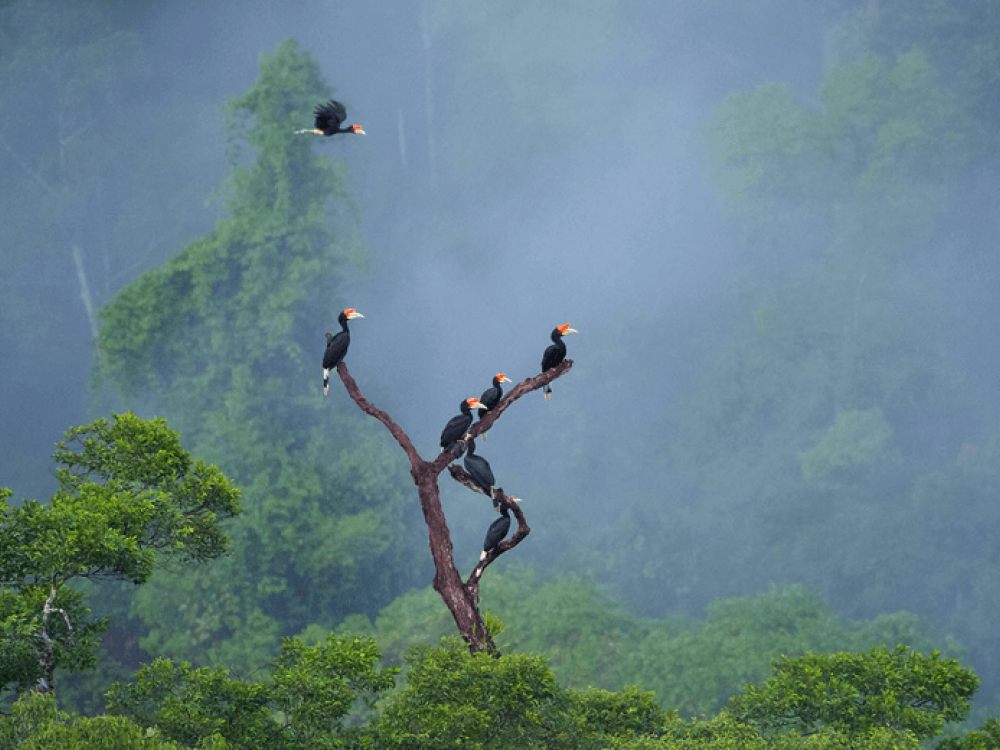 Wilde dieren in Borneo - Undiscovered.nl