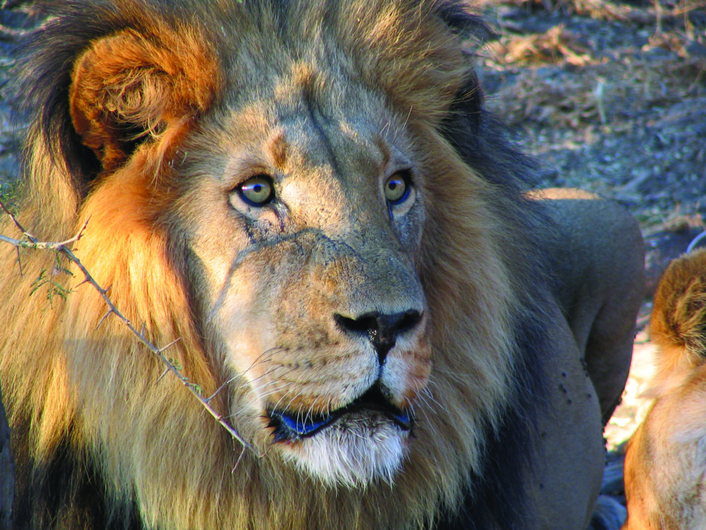 Leeuw in Namibië - Undiscovered.nl