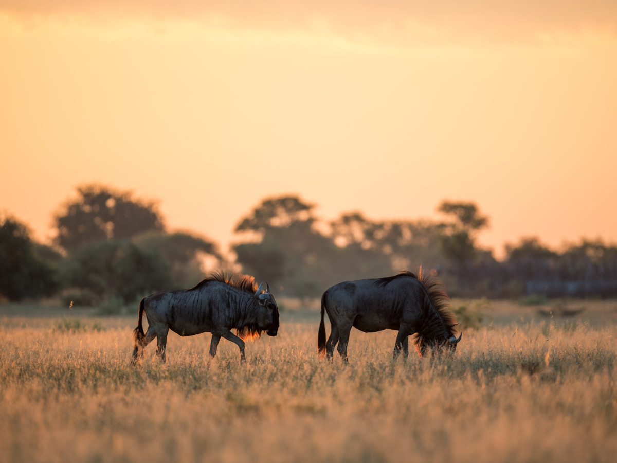 Wildebeest in Makgadikgadi Pans, Botswana - Undiscovered.nl