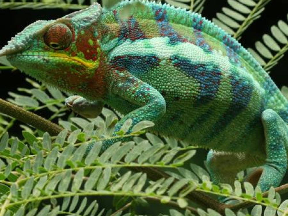 Kameleon in Madagascar - Undiscovered.nl