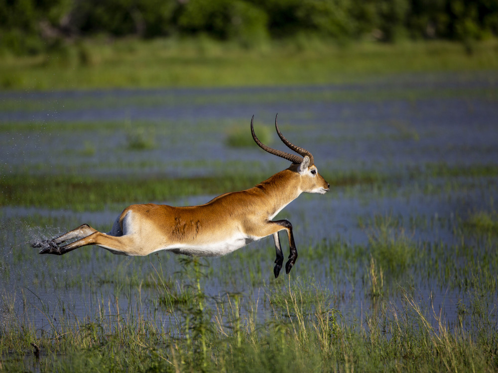Litschiewaterbok - Undiscovered.nl