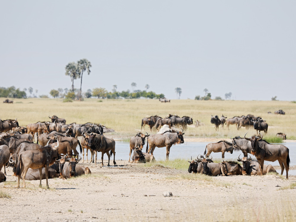 Wildebeesten in Makgadikgadi Pans  - Undiscovered.nl