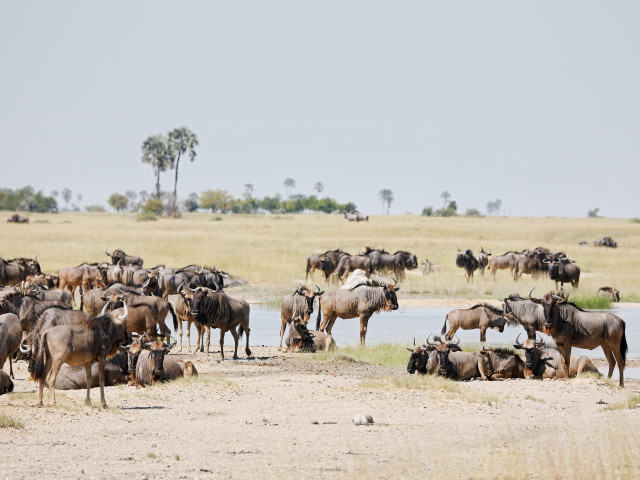Wildebeesten in Makgadikgadi Pans  - Undiscovered.nl