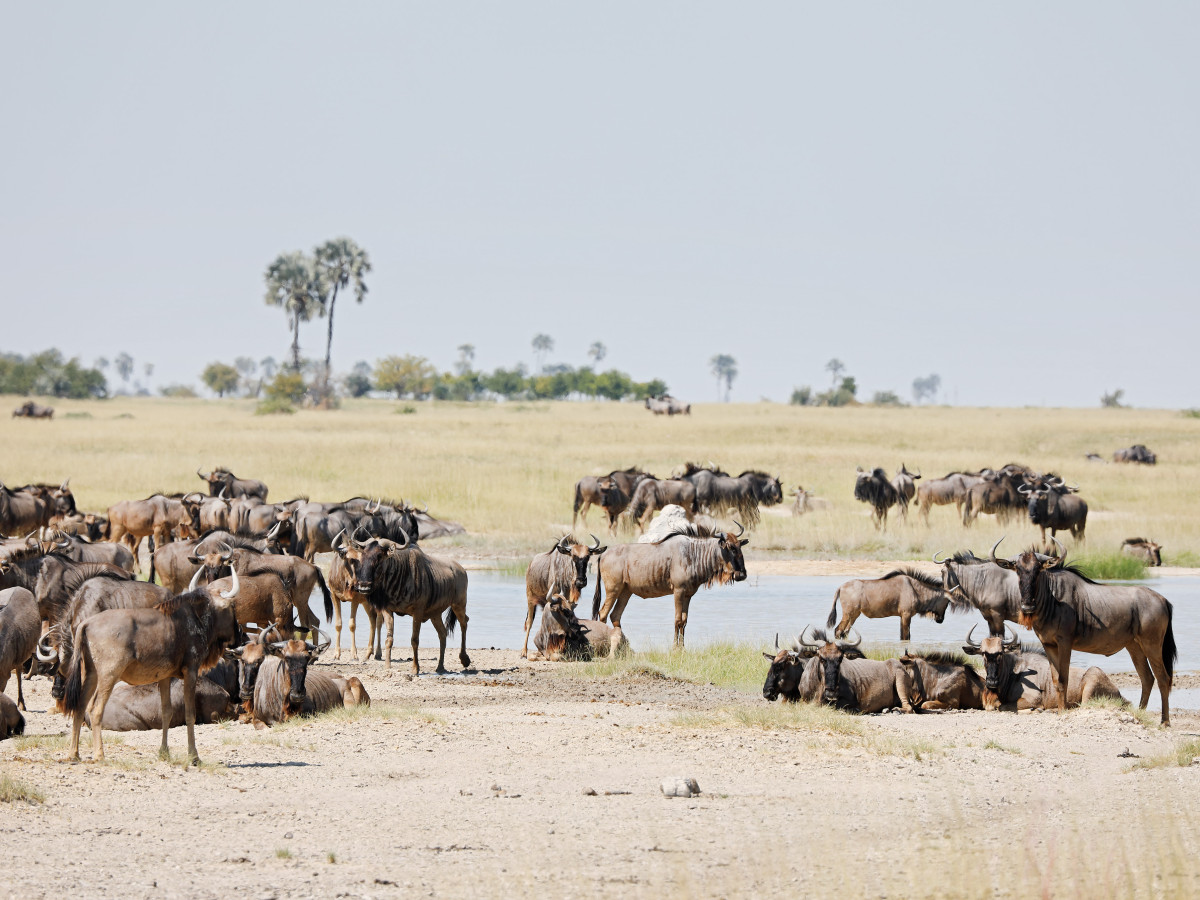 Wildebeesten in Makgadikgadi Pans  - Undiscovered.nl
