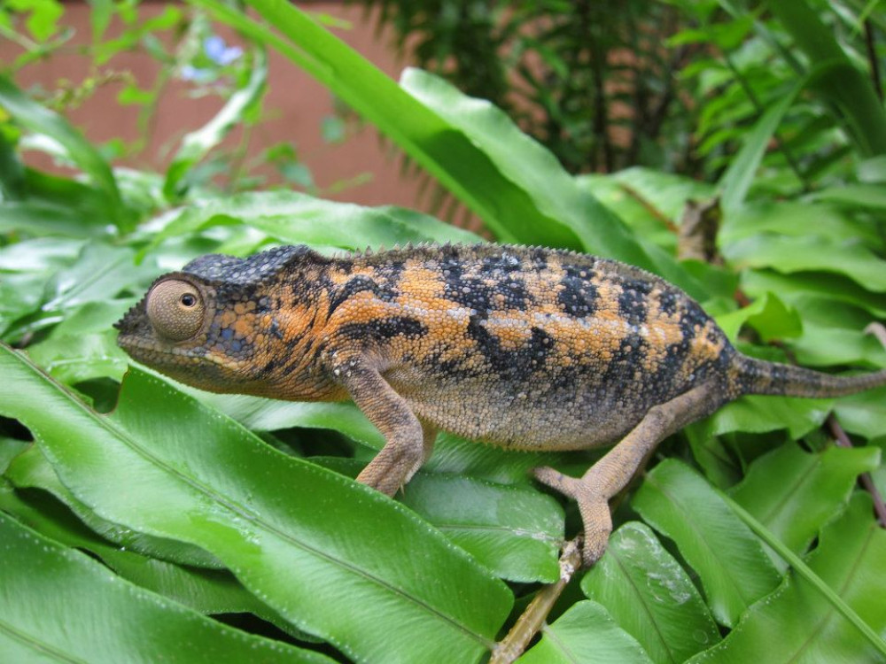 Kameleon in Madagascar - Undiscovered.nl