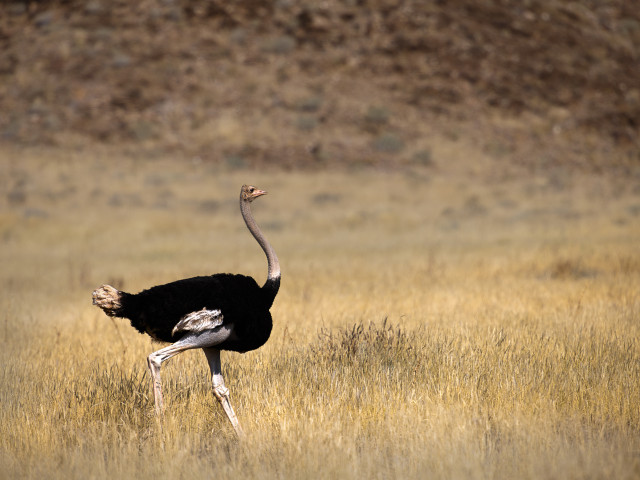 Struisvogel in Namibië - Undiscovered.nl