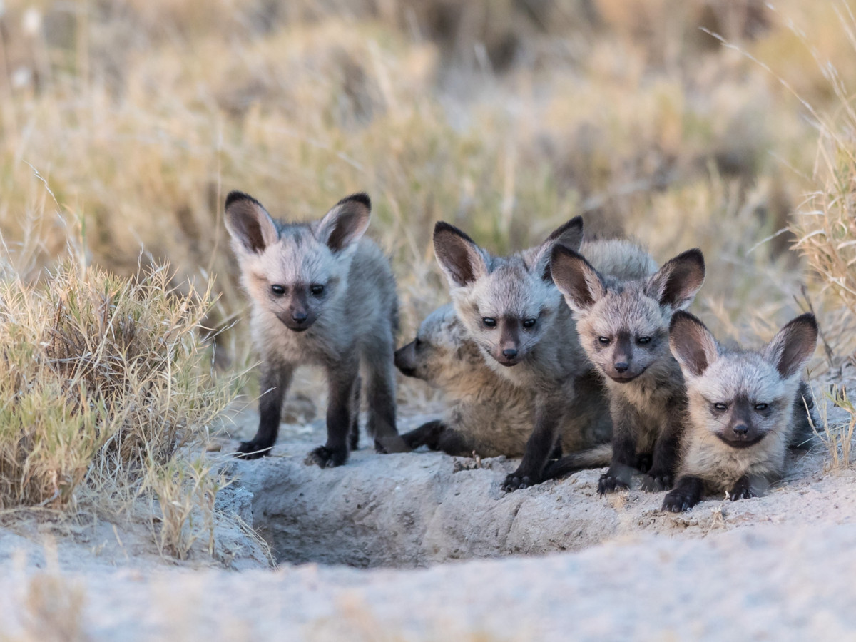 Bat-Eared Fox, Botswana - Undiscovered.nl