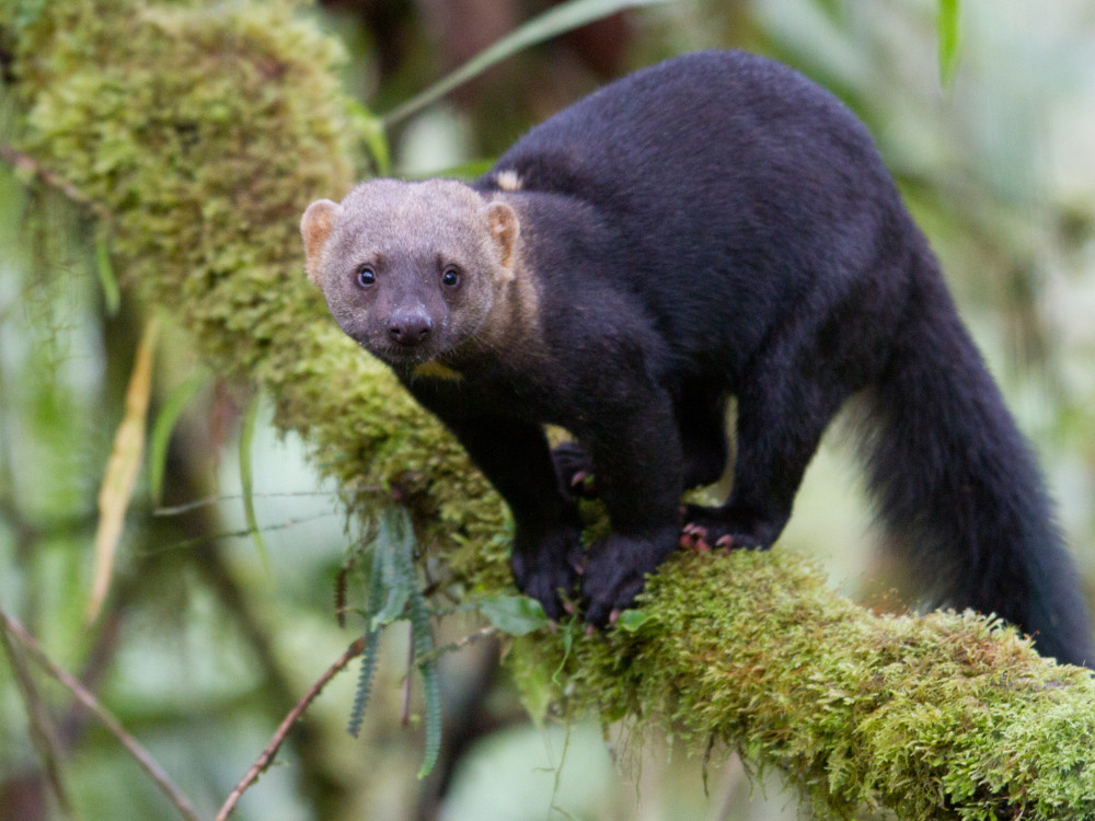 Mammal, Bella Vista, Ecuador - Undiscovered.nl
