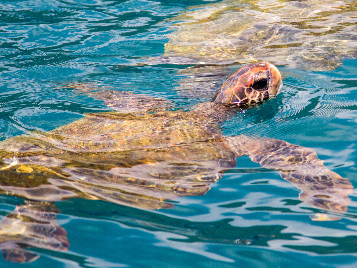 Schildpad in Isla de la Plata, Ecuador - Undiscovered.nl