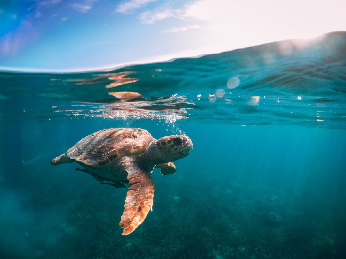 Schildpad Tobacco Caye, Belize - Undiscovered.nl