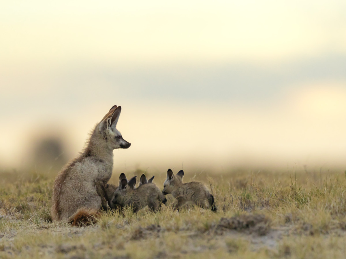 Bat Eared Fox, Botswana - Undiscovered.nl