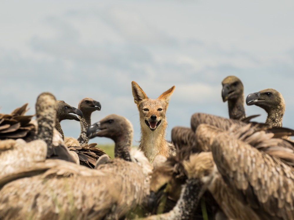 Black Backed Jackal - Undiscovered.nl