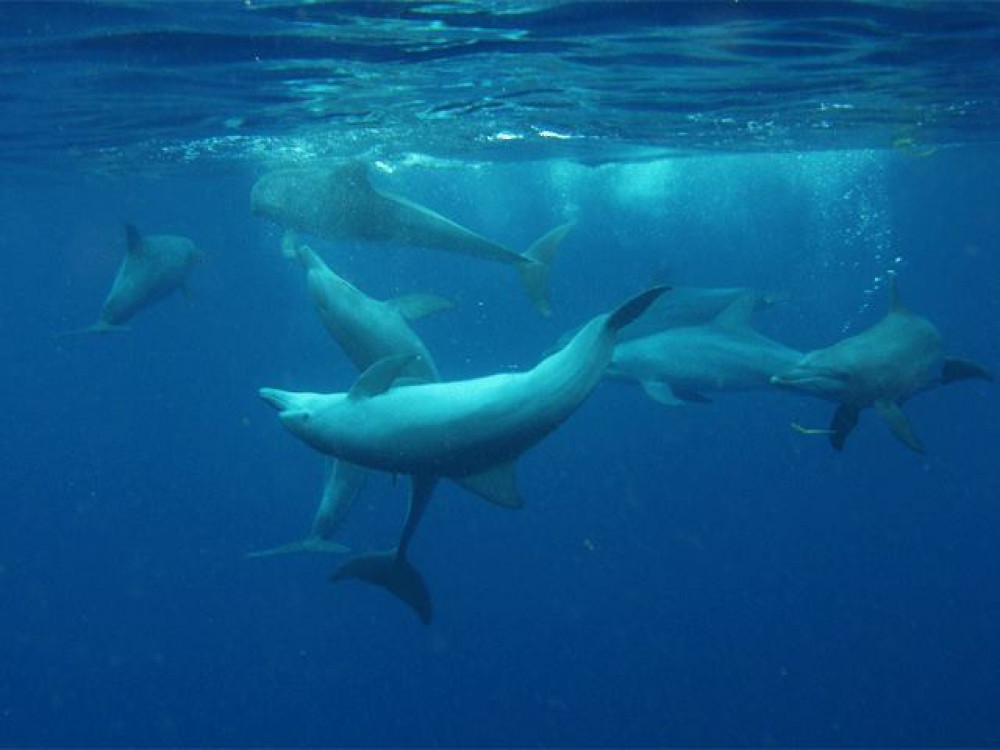 Onderwaterleven in Madagascar - Undiscovered.nl