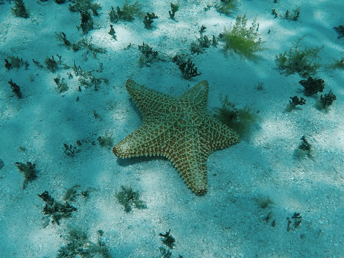 Zeester - Undiscovered.nl