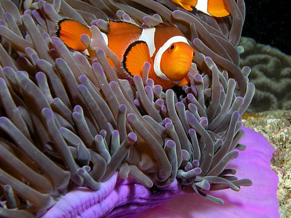 Clownvissen - Undiscovered.nl