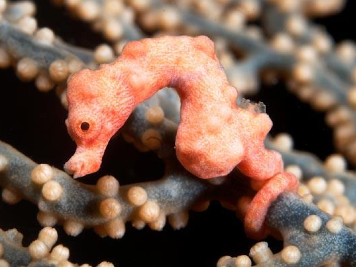 Zeepaardje - Undiscovered.nl