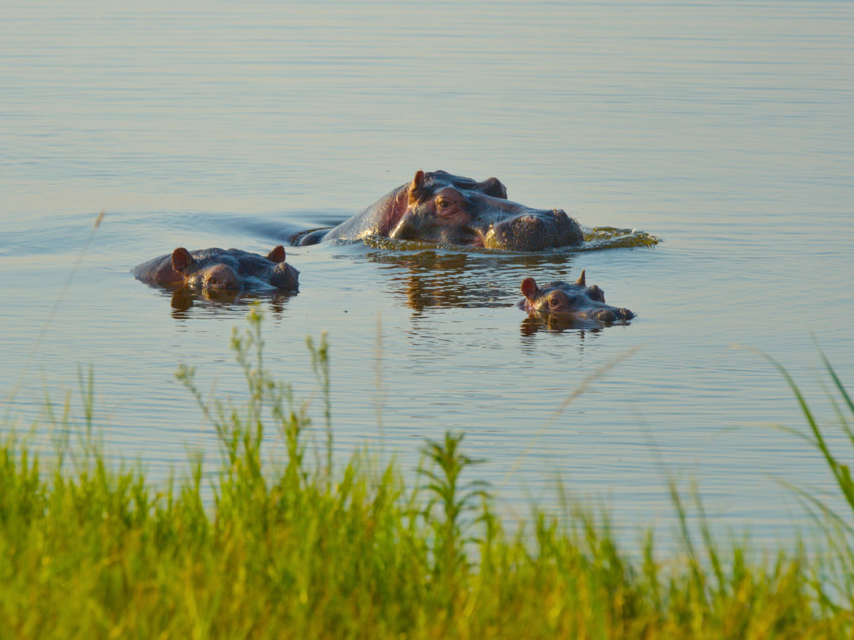Nijlpaard in water Akagera National Park Rwanda - Undiscovered.nl