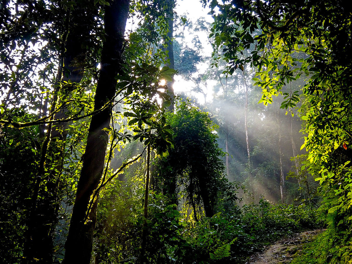 Nyungwe National Park, Rwanda - Undiscovered.nl