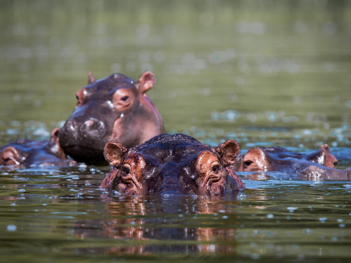 Nijlpaard in water Akagera National Park Rwanda - Undiscovered.nl