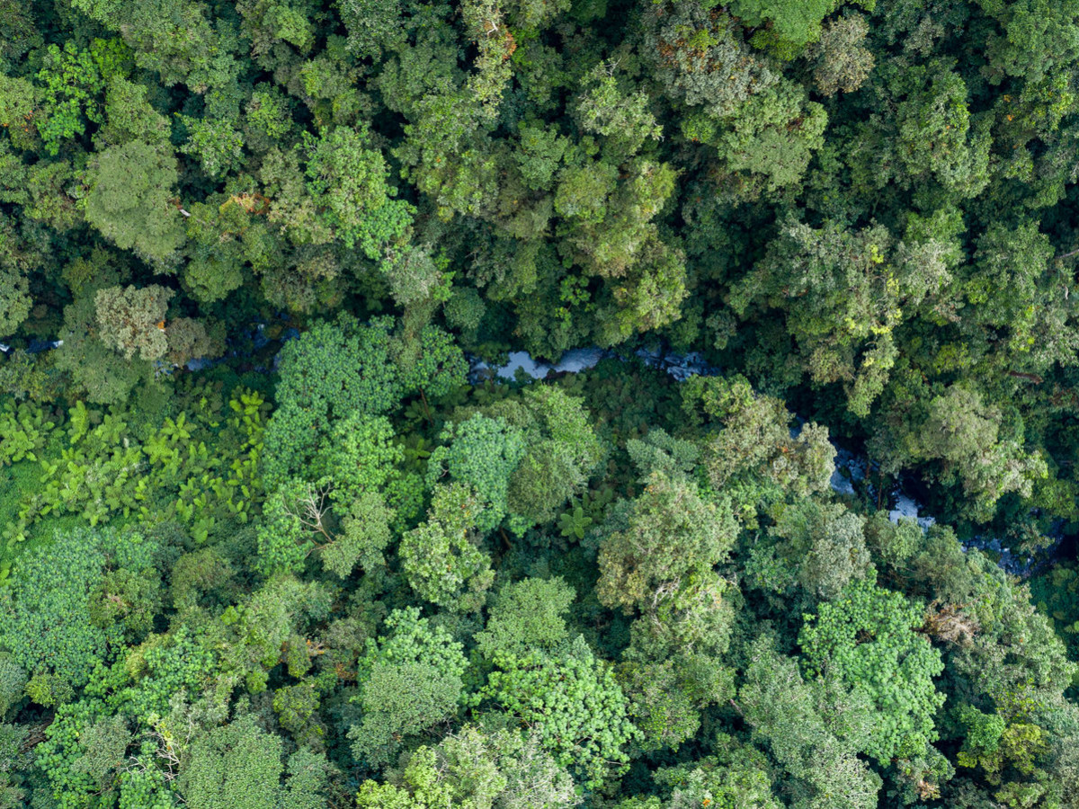 Nyungwe National Park, Rwanda - Undiscovered.nl