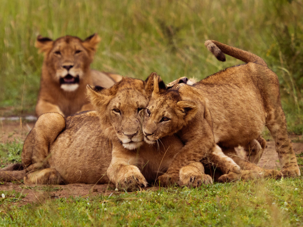 Leeuwen in Akagera National Park, Rwanda - Undiscovered.nl