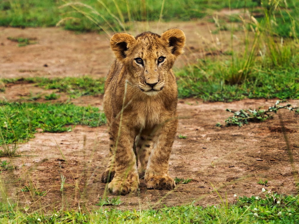 Leeuwenwelp in Akagera National Park Rwanda - Undiscovered.nl